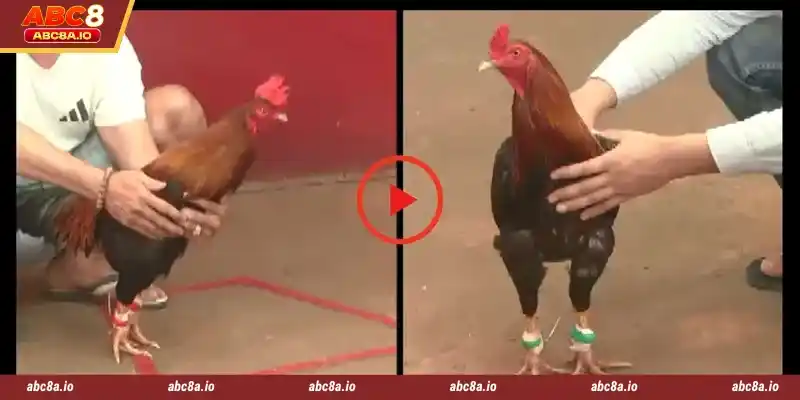 Sv388 Cockfight