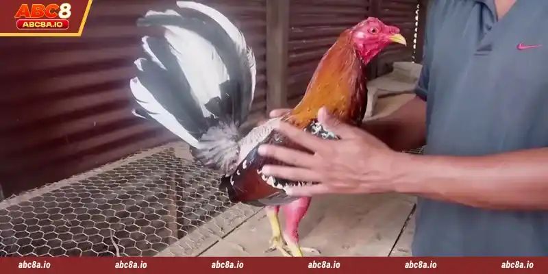 SV388 Cockfight is the best game to play at ABC8
