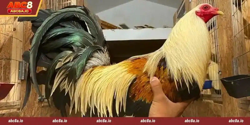 Many great forms of cockfighting betting