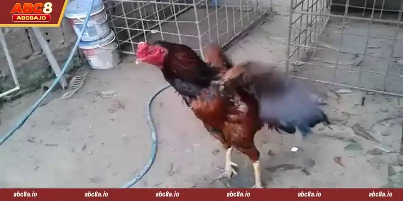 The main reasons why you'll love betting on cockfighting at ABC8